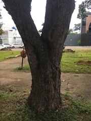 Scaptotrigona postica