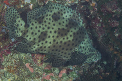 Chromileptes altivelis