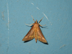 Ostrinia