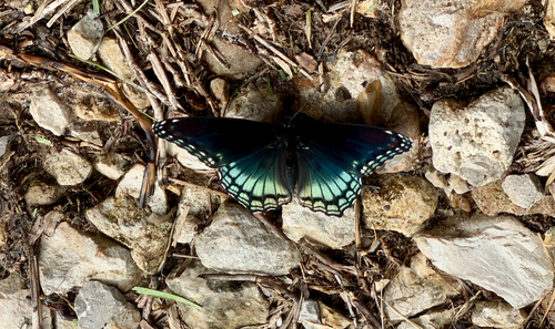 Red-spotted Admiral
