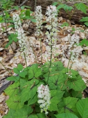 Tiarella stolonifera