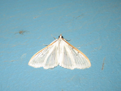 Palpita nigropunctalis