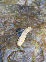 Arion fasciatus