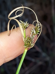 Cyperus uitenhagensis