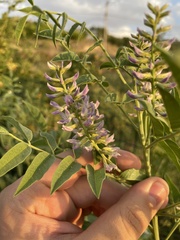 Glycyrrhiza glabra