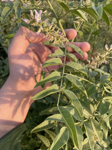 Glycyrrhiza glabra, photograph 2