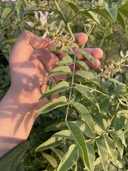 author not stated, no rights reserved Glycyrrhiza glabra, photograph author not stated, no rights reserved