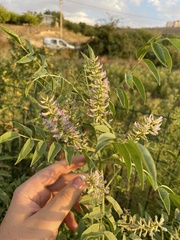 author not stated, no rights reserved Glycyrrhiza glabra, photograph author not stated, no rights reserved