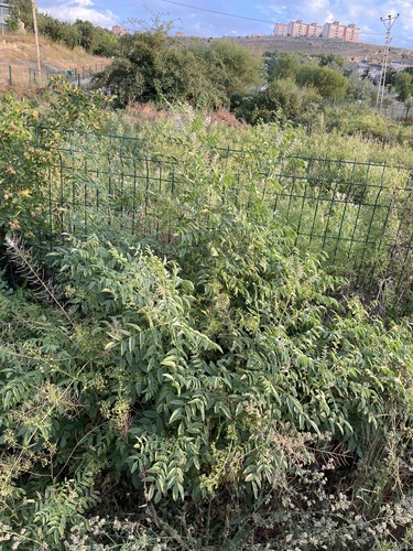 Glycyrrhiza glabra, photograph 4