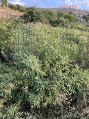 author not stated, no rights reserved Glycyrrhiza glabra, photograph author not stated, no rights reserved