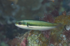 Thalassoma amblycephalus