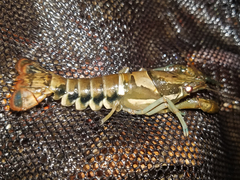 Procambarus versutus