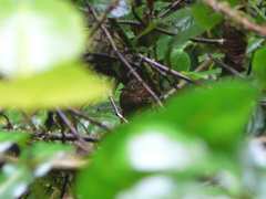 Thripadectes ignobilis