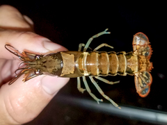 Procambarus versutus