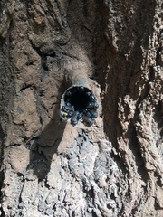 Scaptotrigona postica