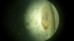 Priapulus caudatus