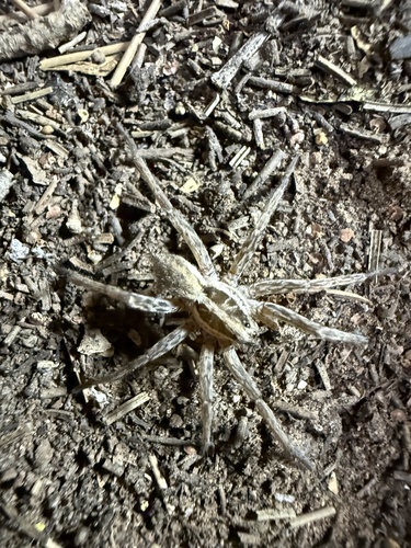 Radiated Wolf Spider