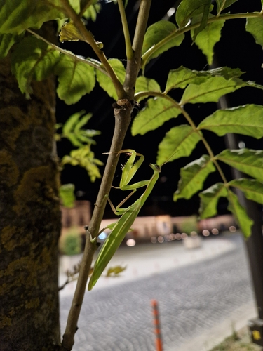 European Mantis