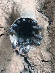 Scaptotrigona postica