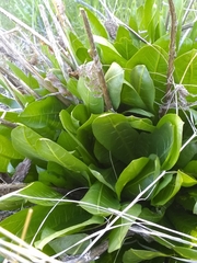 Wyethia amplexicaulis