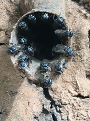 Scaptotrigona postica