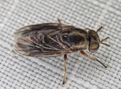 Allognosta fuscitarsis