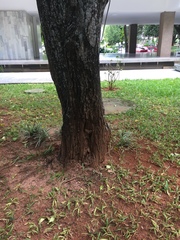 Scaptotrigona postica