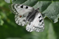Parnassius ariadne