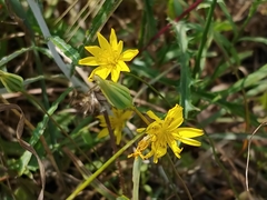 Crepis palaestina