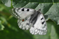 Parnassius ariadne