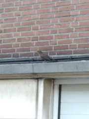 Turdus merula