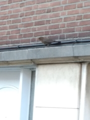 Turdus merula