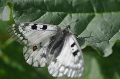 Parnassius ariadne