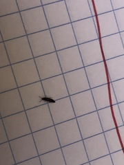 Insecta