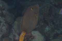 Cantherhines dumerilii