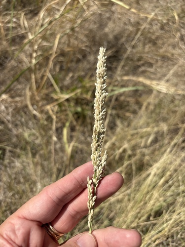 Tridens albescens, photograph 5