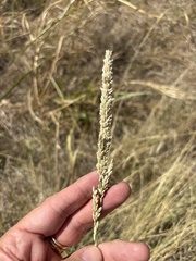 Tridens albescens, photograph (c) Sam Kieschnick, some rights reserved (CC BY)