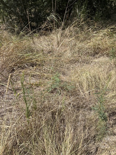 Tridens albescens, photograph 6