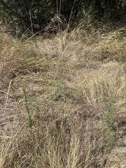 Tridens albescens, photograph (c) Sam Kieschnick, some rights reserved (CC BY)