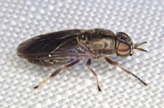 Allognosta fuscitarsis