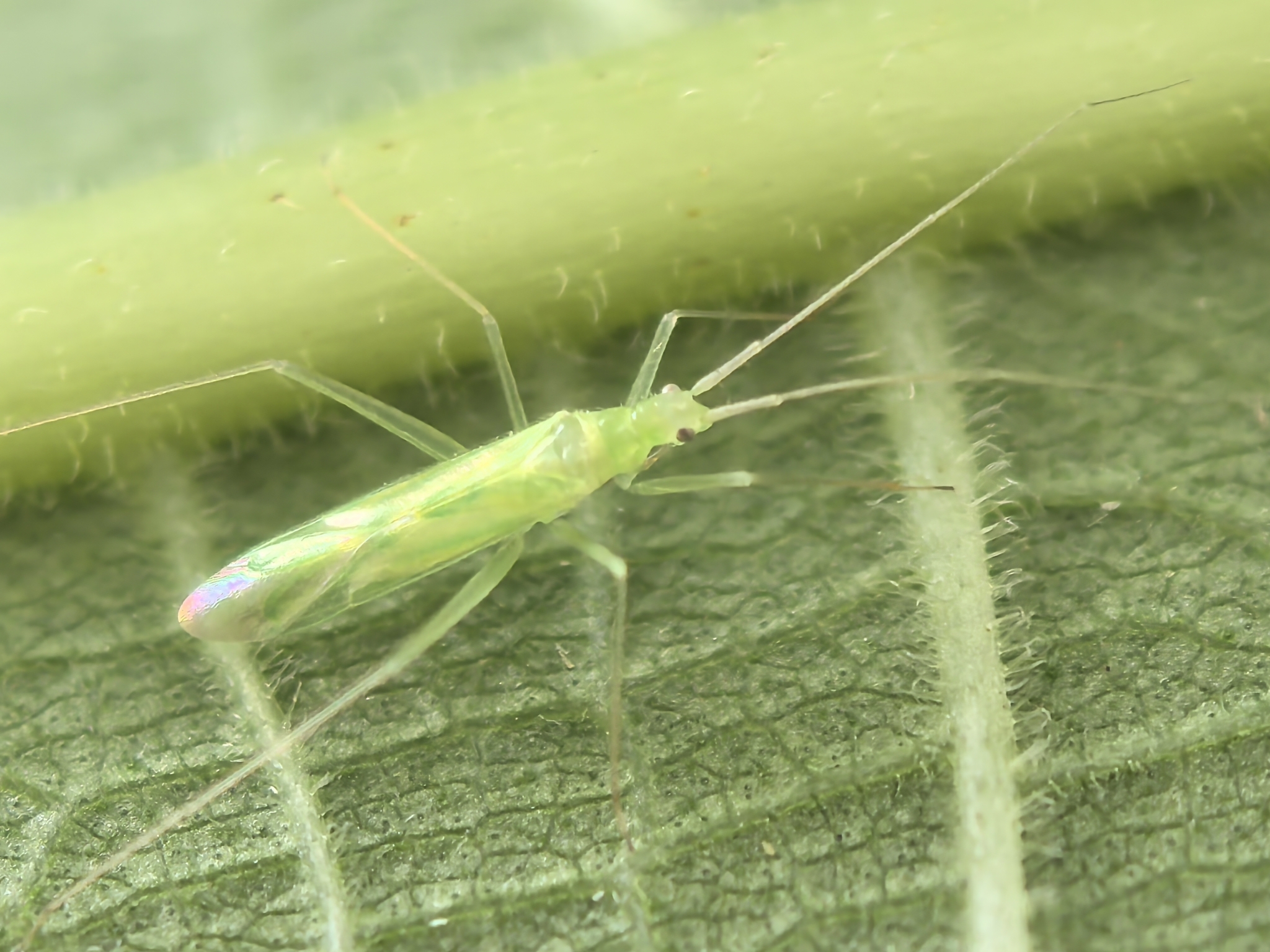 Aetorhinella parviceps