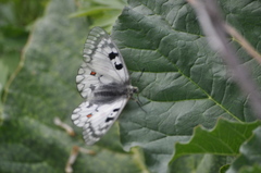 Parnassius ariadne