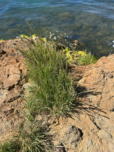 Muhlenbergia andina observed 2026-08-10