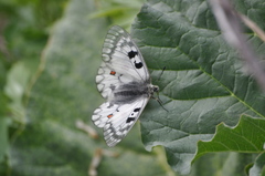Parnassius ariadne