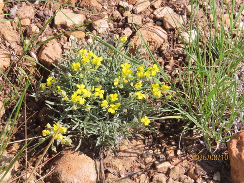 Fendler's Bladderpod