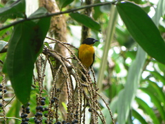 Anisognathus notabilis