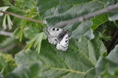 Parnassius ariadne