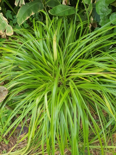 Carex wahuensis observed 2026-08-10