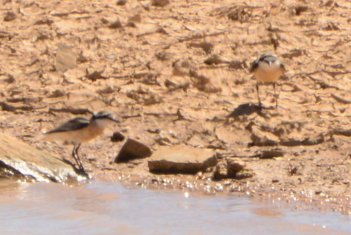 iNaturalist image