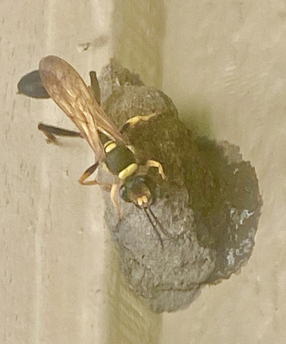 iNaturalist observation photo of Yellow-legged Mud-dauber Wasp